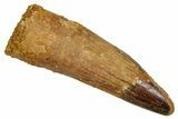 Fossil Spinosaurus Tooth - Real Dinosaur Tooth #344179-1